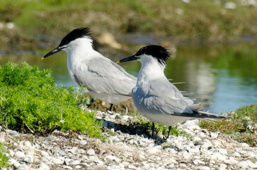 Sterne caugek © JAG IMAGES