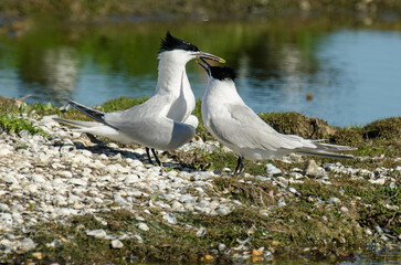 Sterne caugek © JAG IMAGES