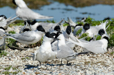 Sterne caugek © JAG IMAGES