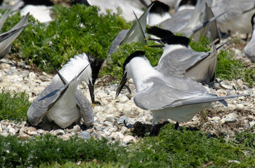 Sterne caugek © JAG IMAGES