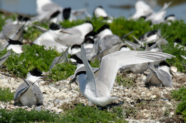 Sterne caugek © JAG IMAGES