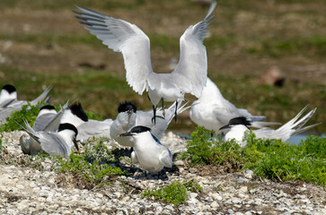 Sterne caugek © JAG IMAGES