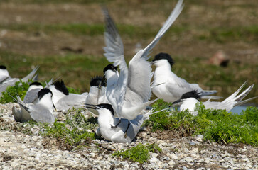 Sterne caugek © JAG IMAGES