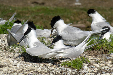 Sterne caugek © JAG IMAGES