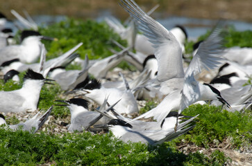 Sterne caugek © JAG IMAGES