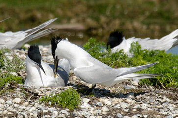 Sterne caugek © JAG IMAGES