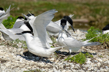 Sterne caugek © JAG IMAGES