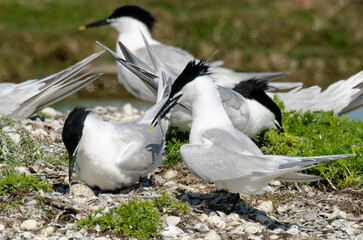 Sterne caugek © JAG IMAGES