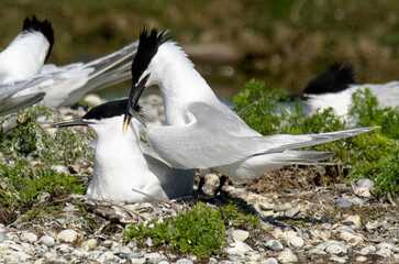 Sterne caugek © JAG IMAGES
