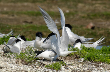 Sterne caugek © JAG IMAGES