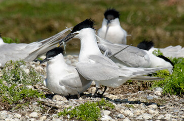 Sterne caugek © JAG IMAGES