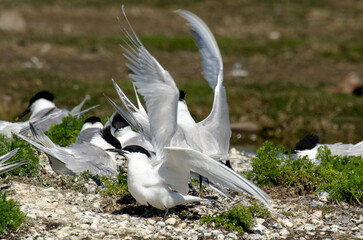 Sterne caugek © JAG IMAGES