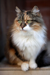 Portrait of cute domestic cat