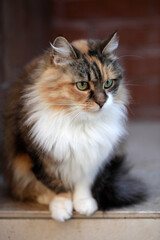 Portrait of cute domestic cat