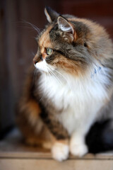 Portrait of cute domestic cat