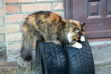 Portrait of cute domestic cat