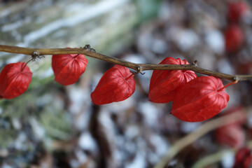 Red physalis on nature background