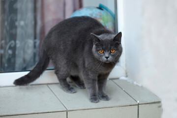 Portrait of cute domestic cat