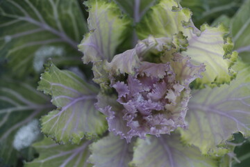 Colored flowers on natyre background