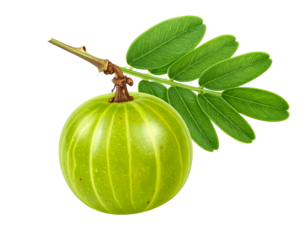 Amla Fruit with Leaves and Natural Stem, Side View Botanical Style, Isolated