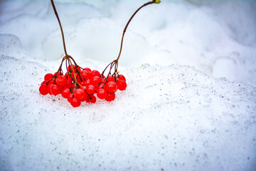 a cluster of vibrant red viburnum berries on white snow. Bright red berries and the cool, crystalline snow. Winter's natural beauty. For seasonal holiday cards, winter themed articles, social media.