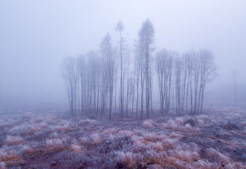 A serene view of bare trees in a frosted field, enveloped by a thick mist in the Highland, Vysocina, Czech Republic.