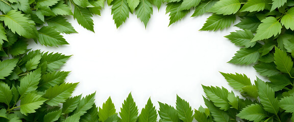 Leaves and white empty space for writing texts placeholder, graphics resource