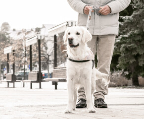 golden retriever dog