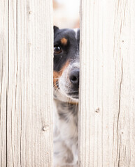 dog between the fence