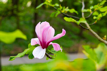 Obraz premium Beautiful magnolia flower blooms in a green park during spring season