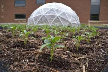 Young plants growing in a community garden near a geodesic dome on a sunny day
