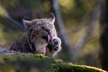 Naklejka premium Luchs im Wald