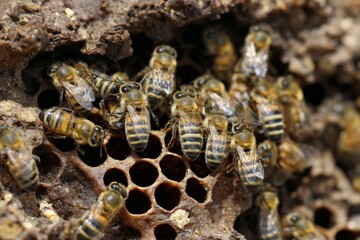 Bees working together around honeycomb cells in a beehive during summer in a vibrant garden