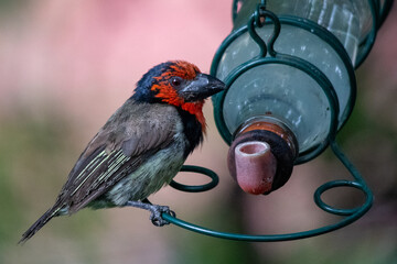 South African birds - a black-collared barbet drinks from a feeder in a garden in South Africa