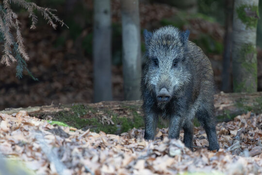 Wildschwein im Wald