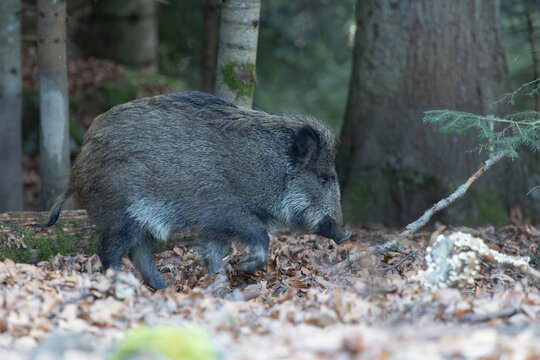 Wildschwein im Wald