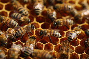 Honey bees work together on a honeycomb in a beehive during warm daylight hours in a vibrant outdoor setting