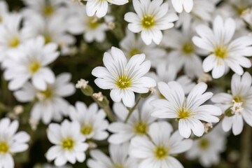 Obraz premium A close-up shot showcasing the delicate beauty of white Cerastium flowers in full bloom, perfect for illustrating concepts of purity and springtime.