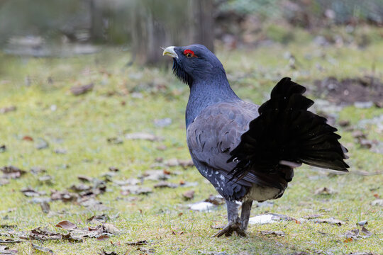 Auerhahn bei der Balz