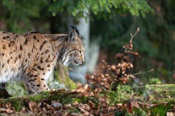 Obraz premium Luchs im Wald