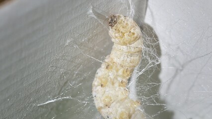 Macro Close-Up of Silkworm Weaving a Silk Cocoon Inside a Box