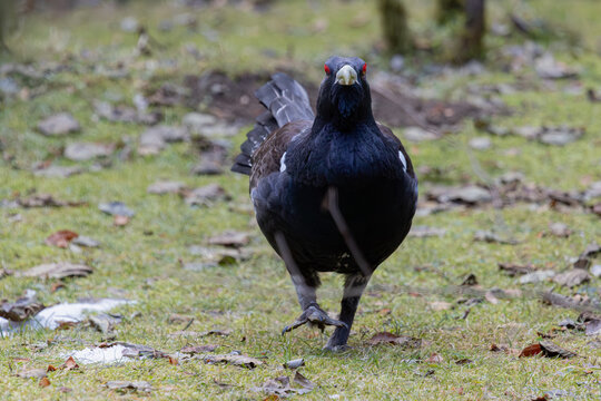 Auerhahn bei der Balz