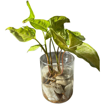 Arrowhead Plant (Syngonium Podophyllum) Growing in a Glass Vase with Water and Decorative White Stones.