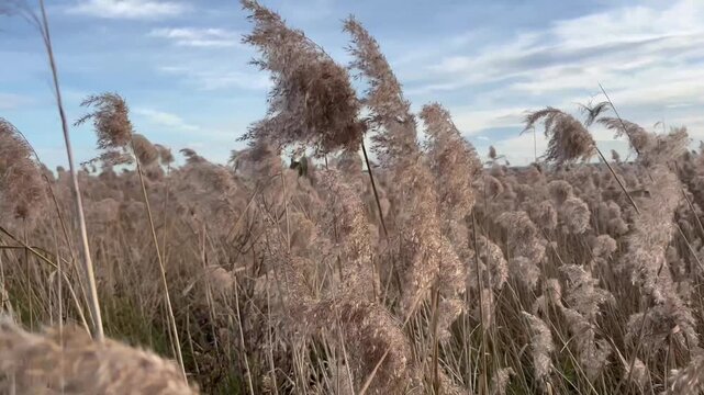 Tranquil scene with beige reed plumes, atmospheric autumn nature background