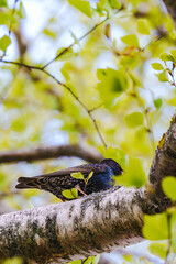 Common starling bird sitting on tree branch with fresh green leaves