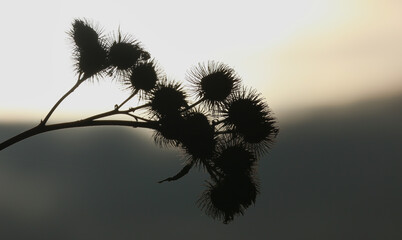 thistle in the sun