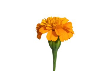 Bright orange marigold flower head on stem