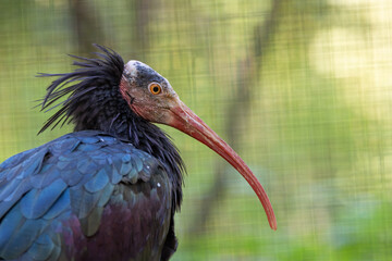 Northern Bald Ibis (Geronticus eremita), Common in rocky coastal cliffs and steppes of Morocco