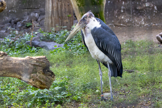 Marabou Stork (Leptoptilos crumenifer), Native to wetlands and savannas of Sub-Saharan Africa
