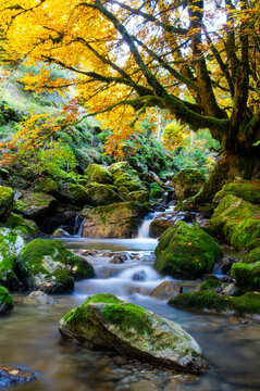 stream 